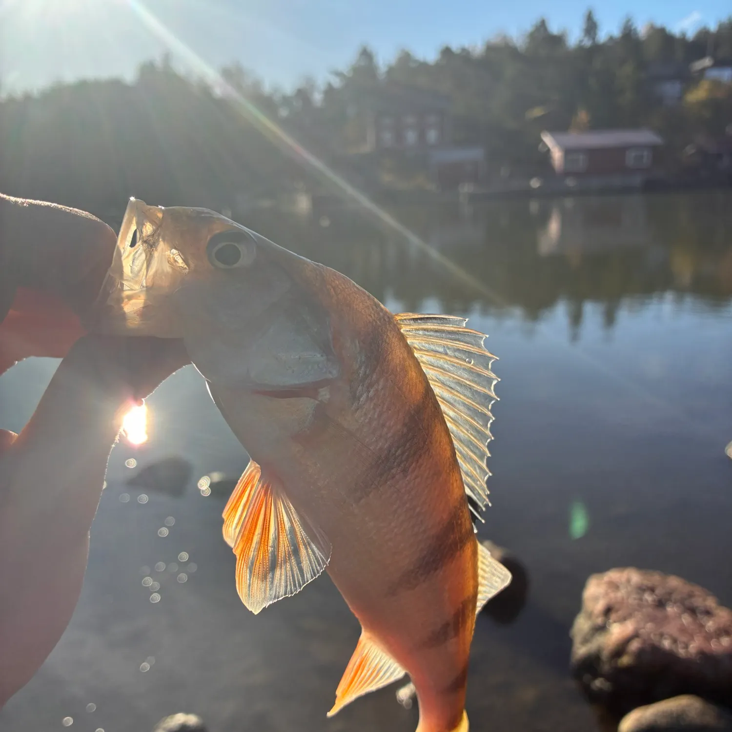 European perch caught on Fishbrain