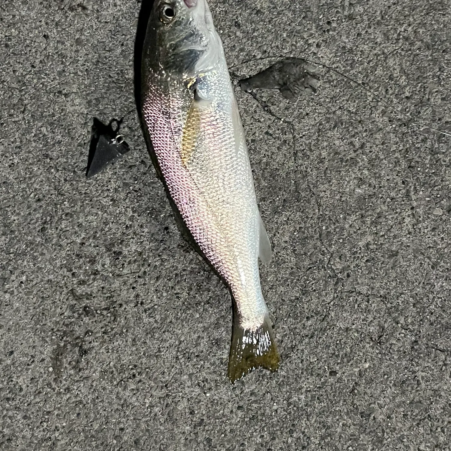 The most recent White croaker catches on Fishbrain