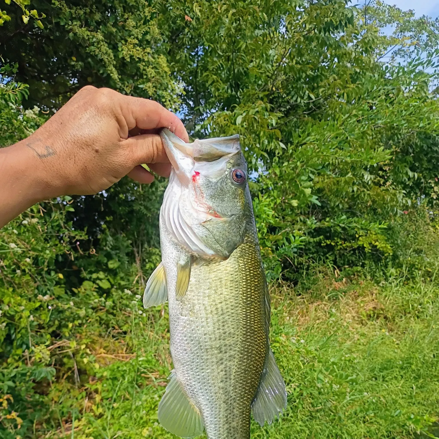 Largemouth bass caught on Fishbrain