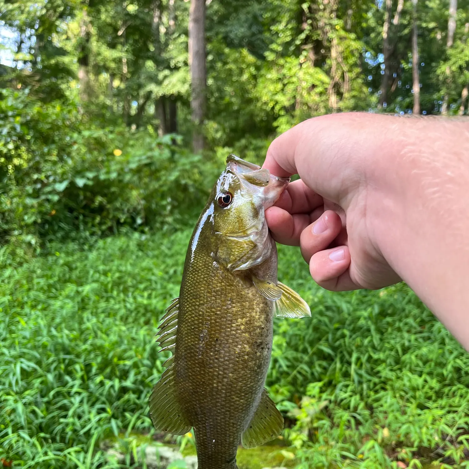 Smallmouth bass caught on Fishbrain