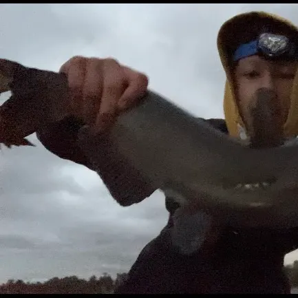Channel catfish caught on Fishbrain