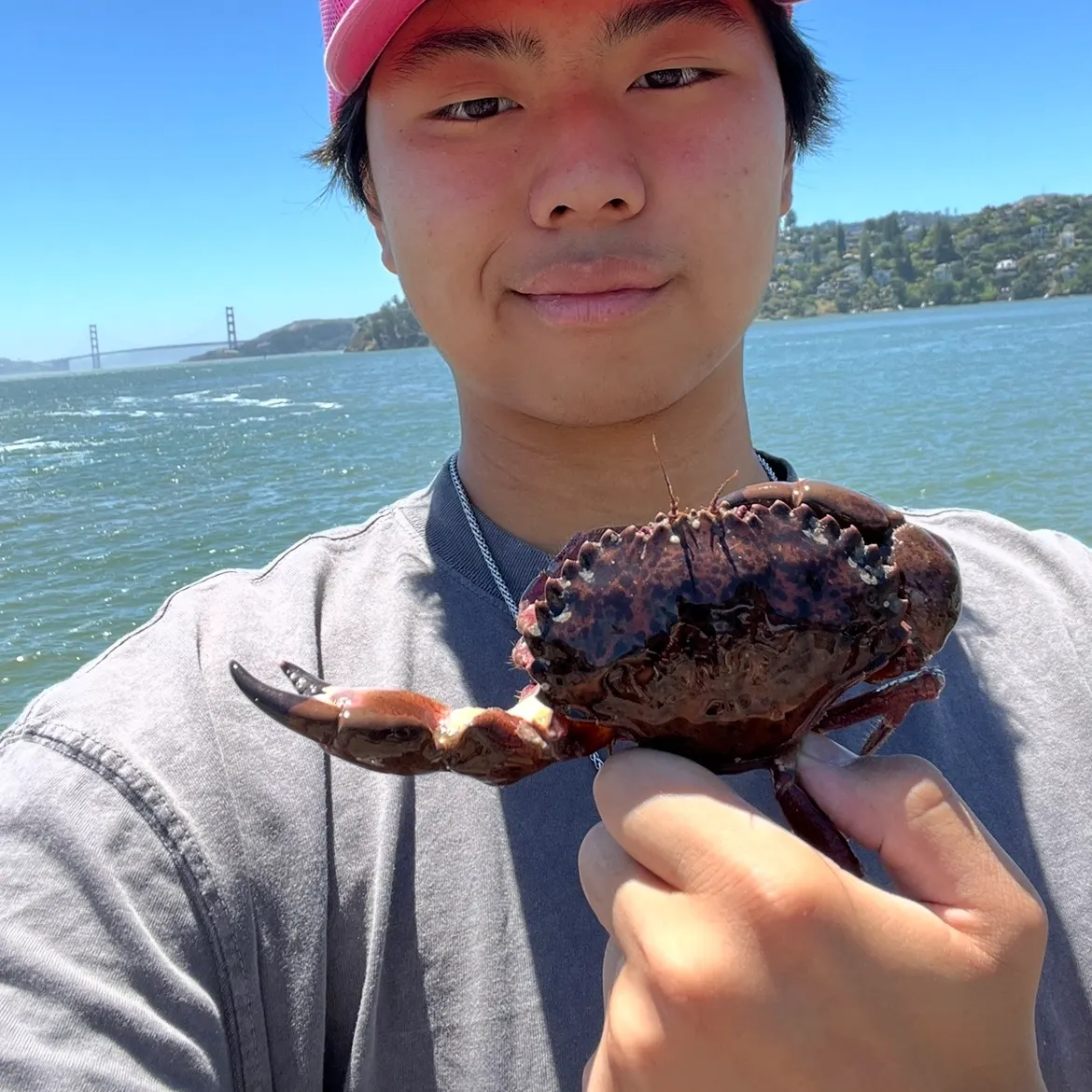 The most recent Red rock crab catches on Fishbrain