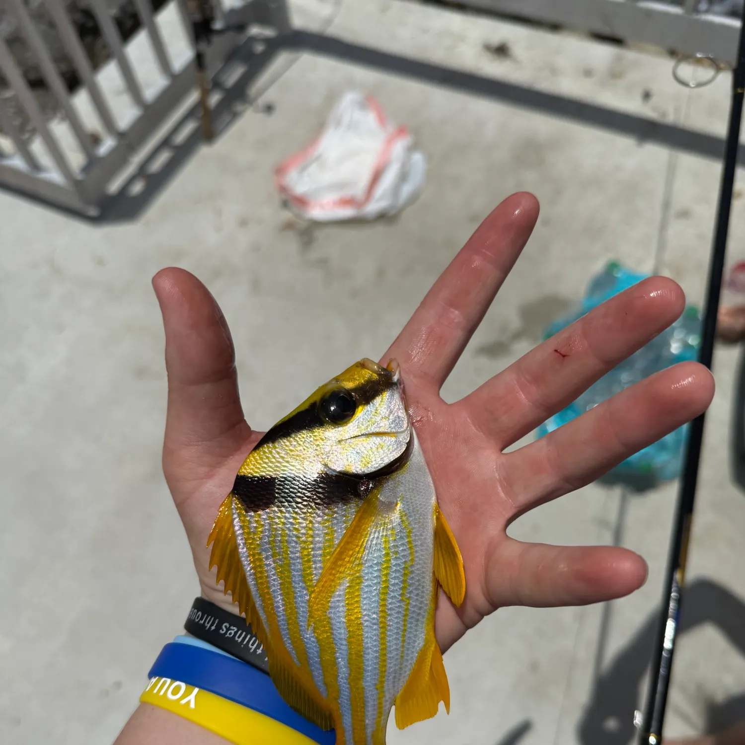 The most recent Atlantic porkfish catches on Fishbrain