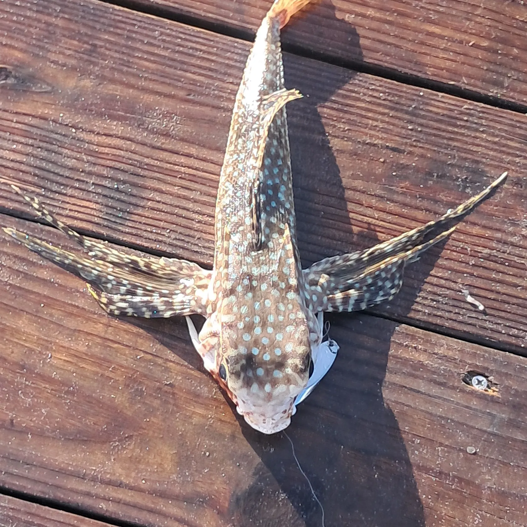 The most recent Flying gurnard catches on Fishbrain
