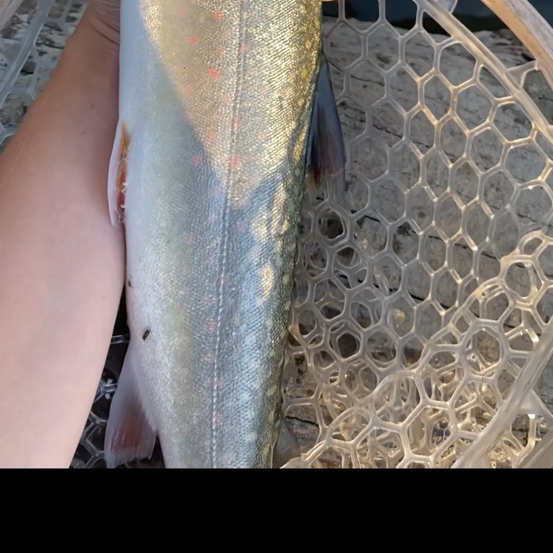 Bull trout caught on Fishbrain