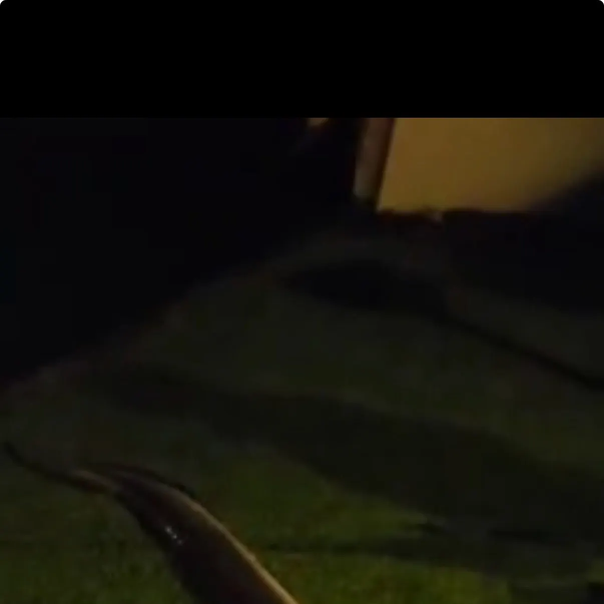 The most recent Daggertooth pike conger catches on Fishbrain