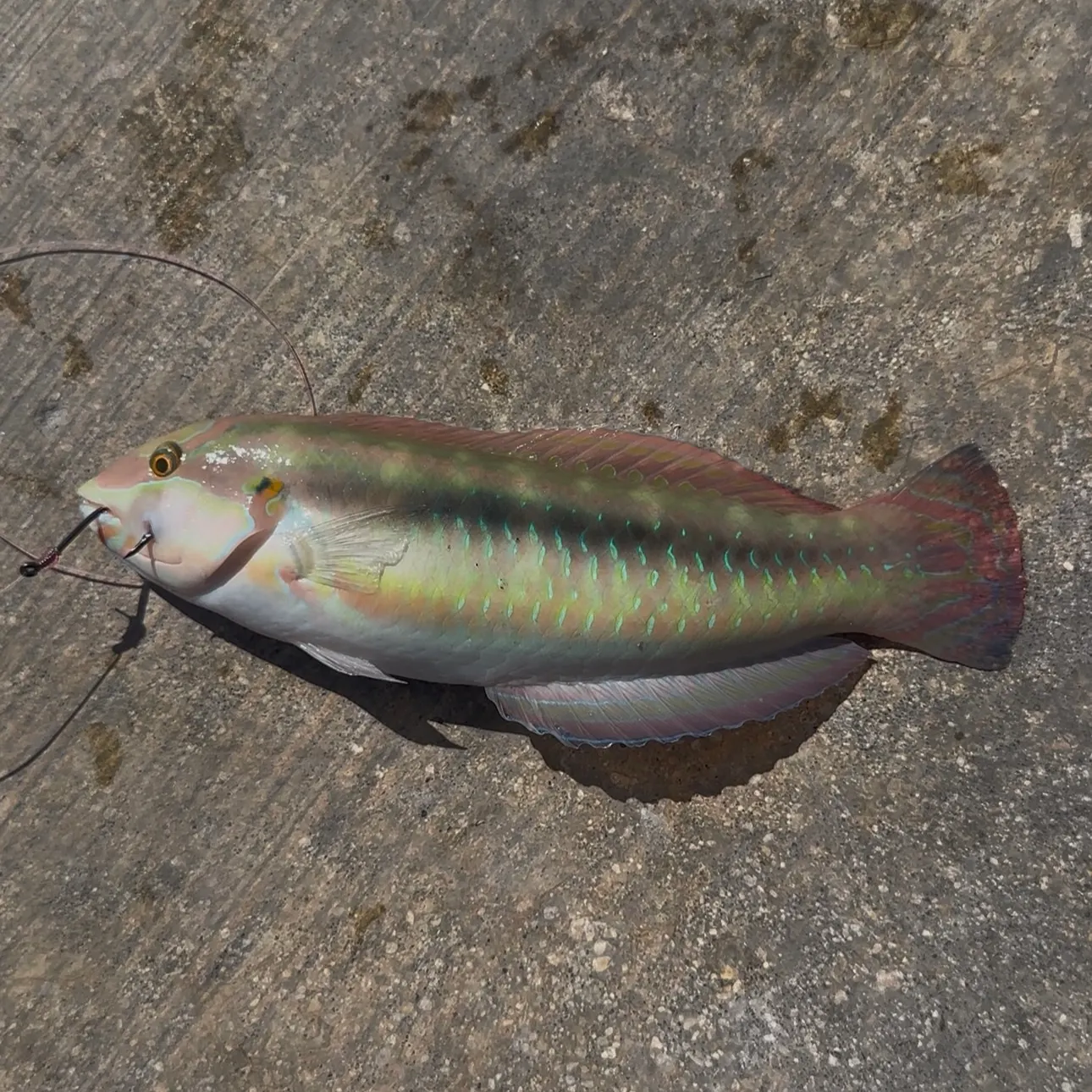 The most recent Slippery dick wrasse catches on Fishbrain