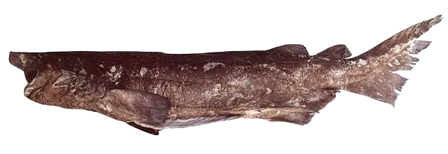 Bramble shark