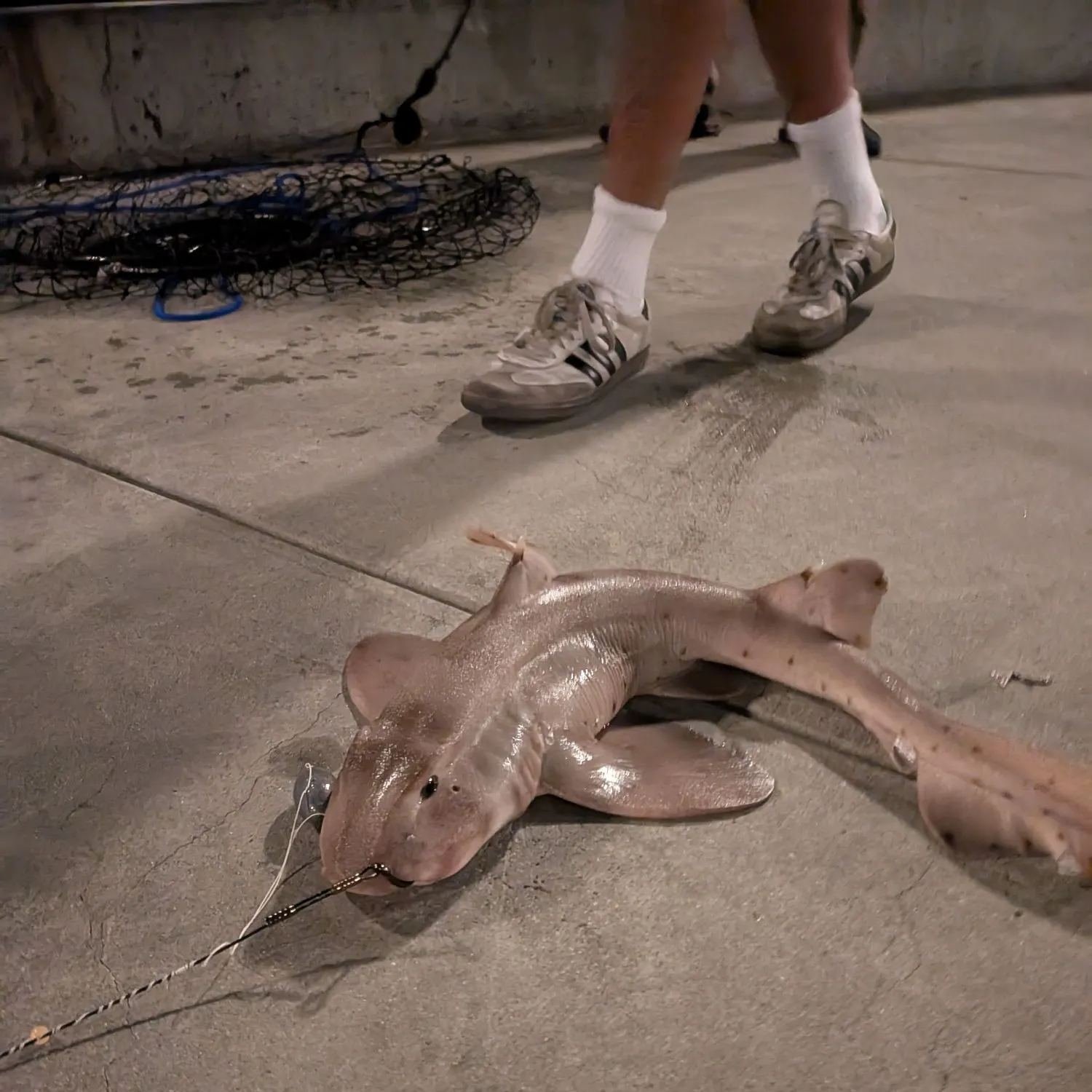 The most recent Horn shark catches on Fishbrain