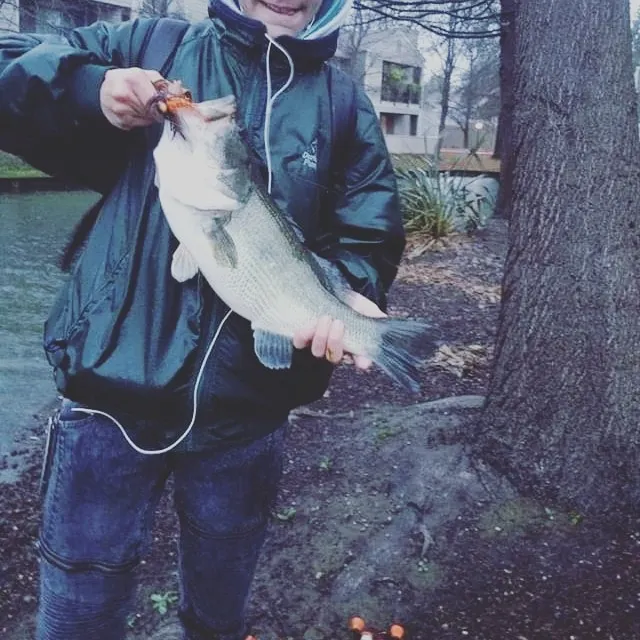 Post image from bigbasstips