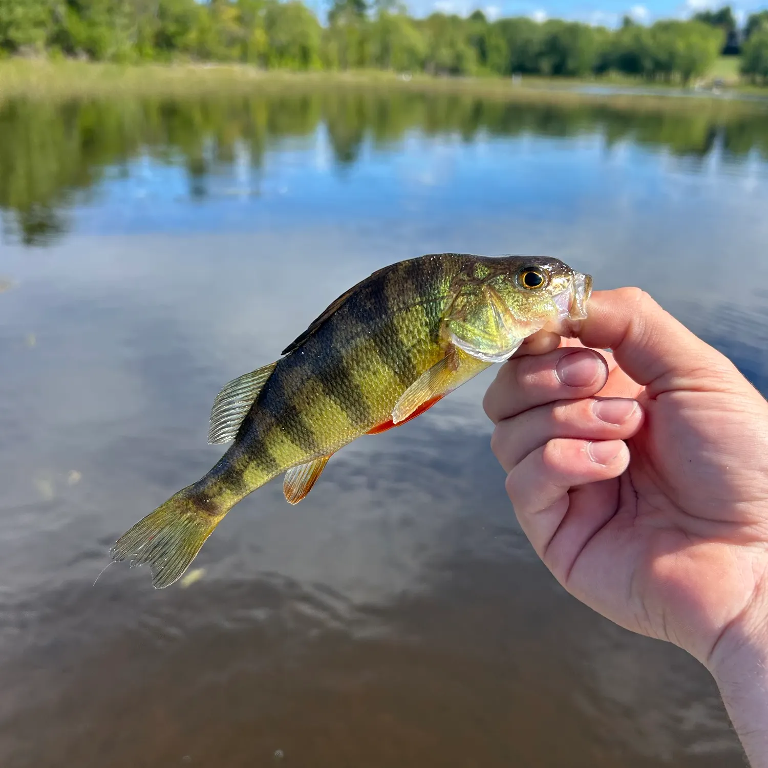 Yellow perch caught on Fishbrain