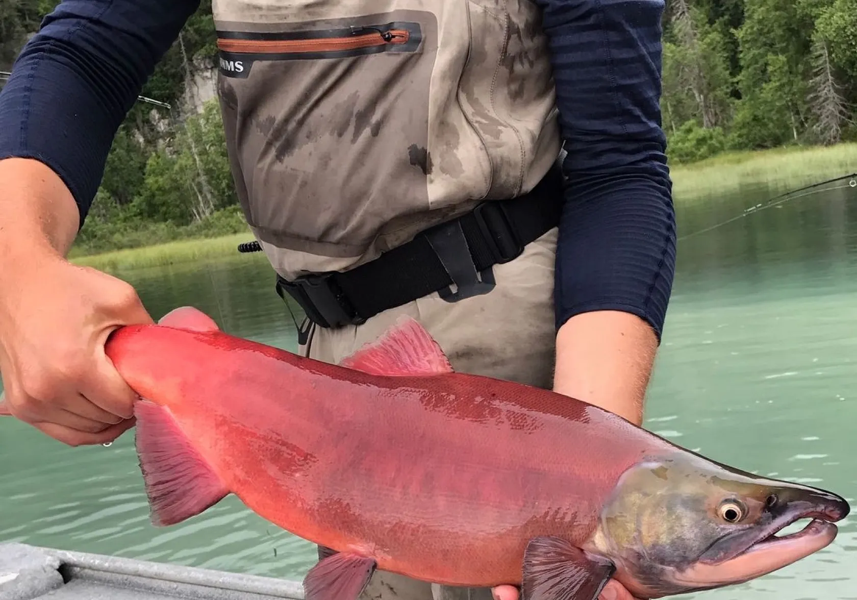 Sockeye salmon