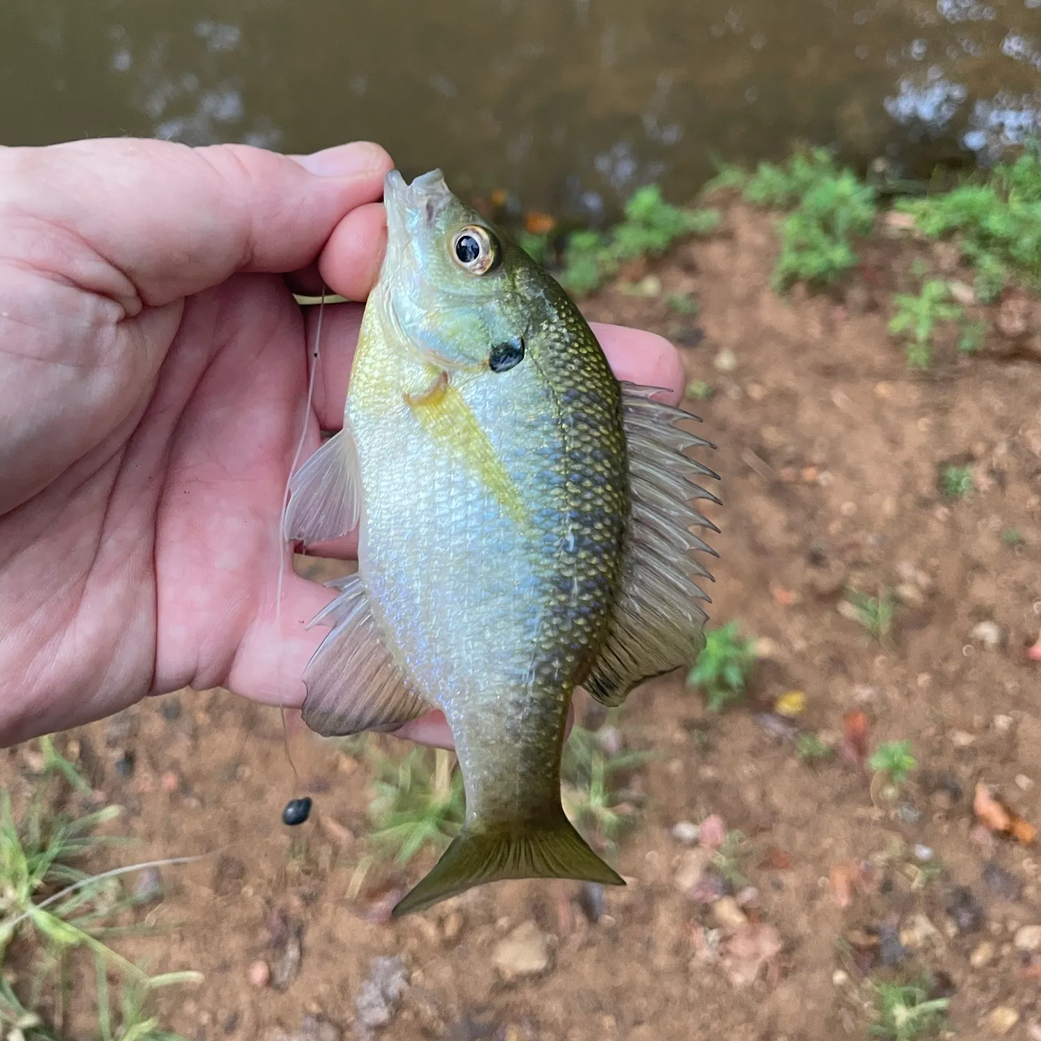 Bluegill caught on Fishbrain