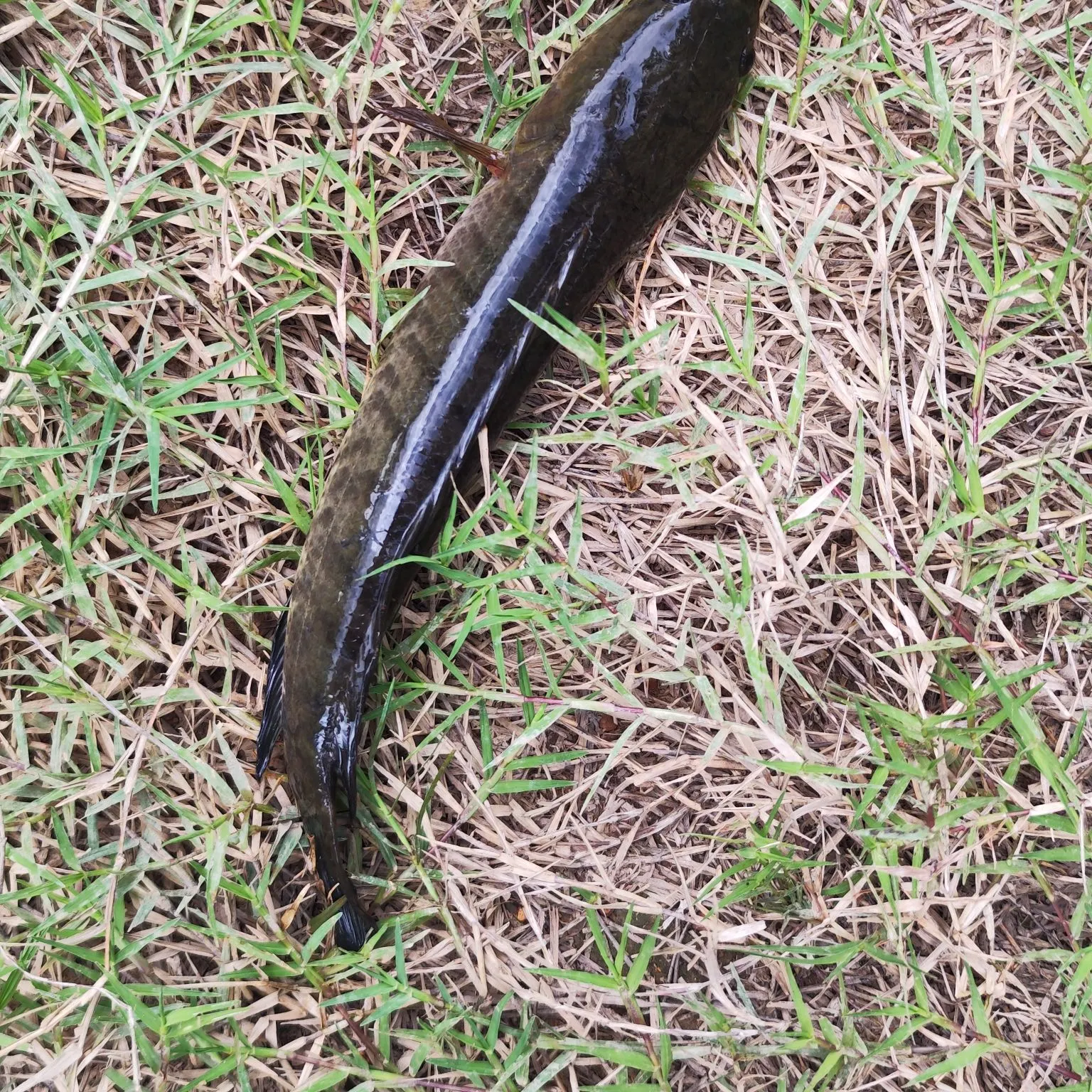 The most recent Striped snakehead catches on Fishbrain