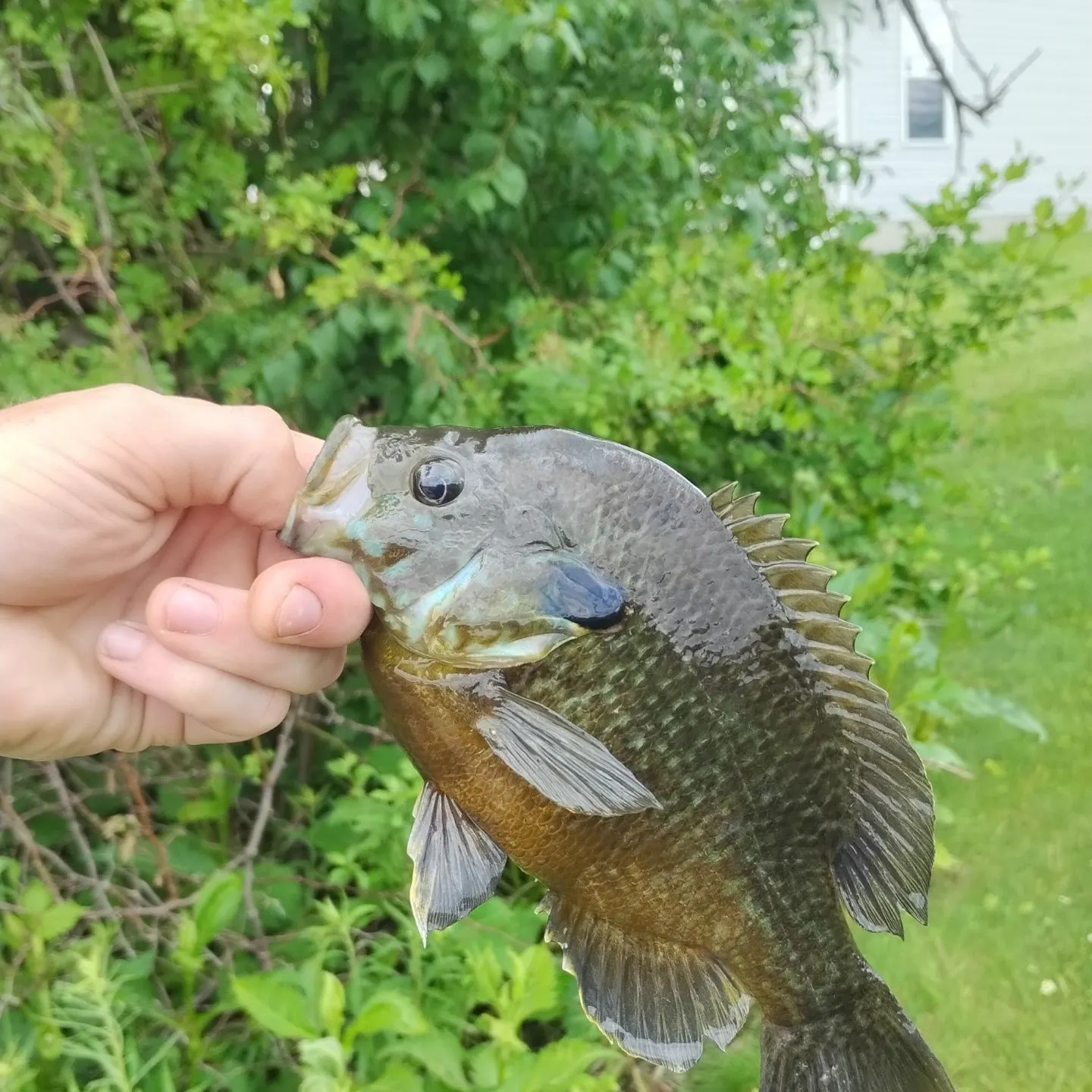 The most recent Greengill hybrid catches on Fishbrain