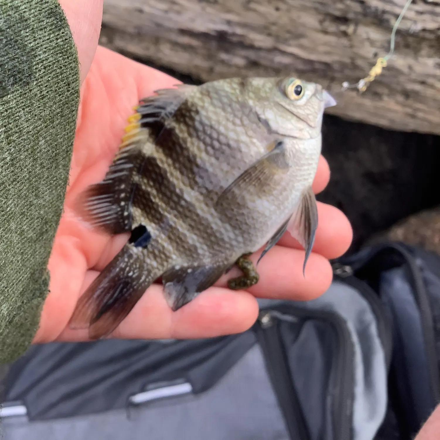 The most recent Blackspot sergeant catches on Fishbrain