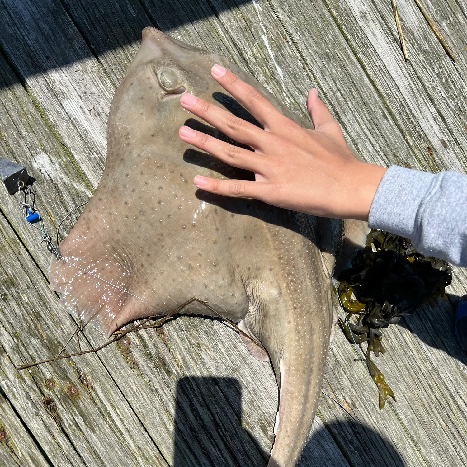 The most recent Starry ray catches on Fishbrain