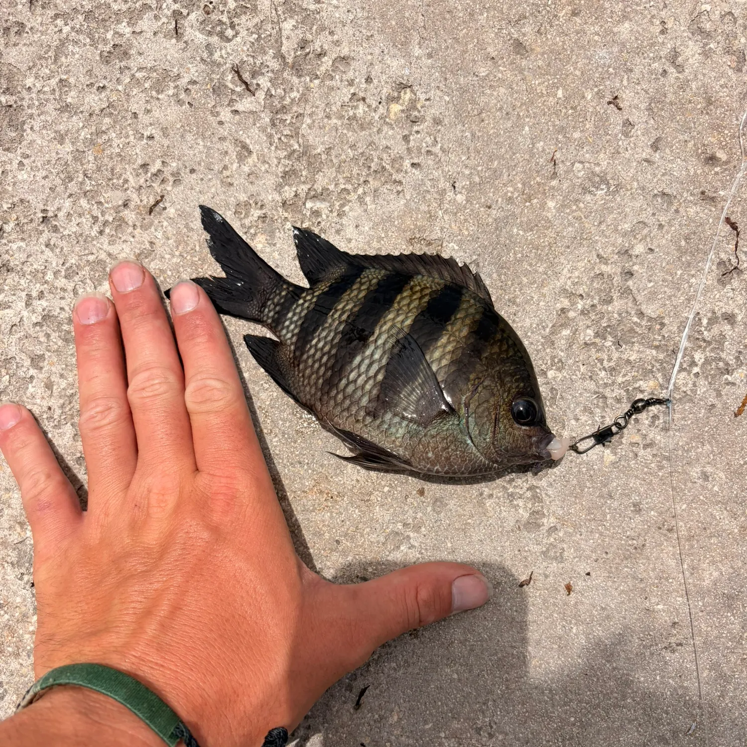 The most recent Sergeant-major catches on Fishbrain