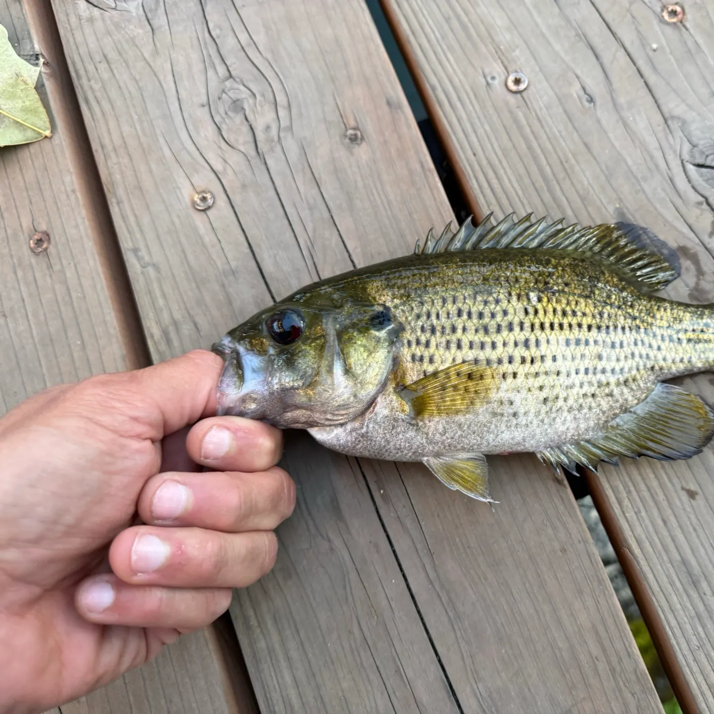 Rock bass caught on Fishbrain
