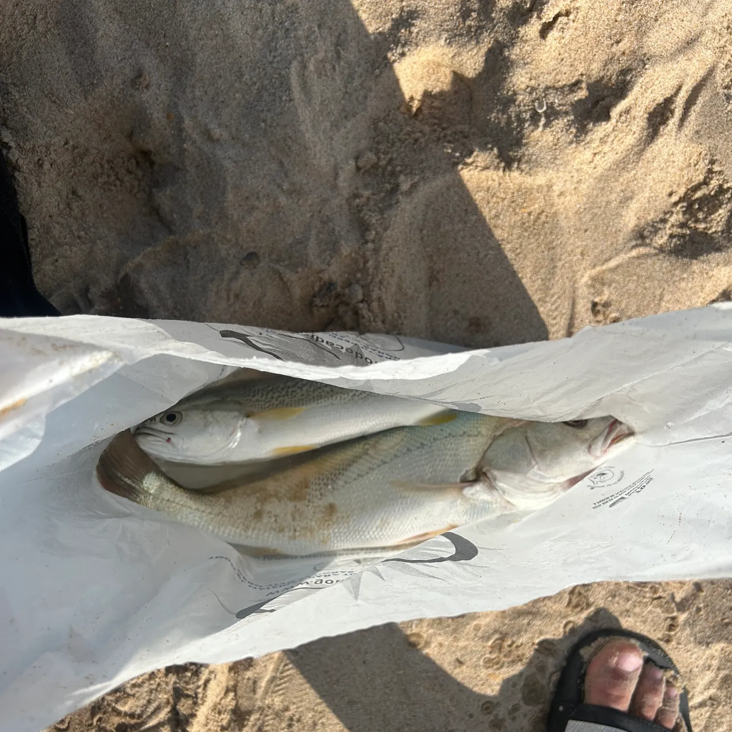 Meagre caught on Fishbrain