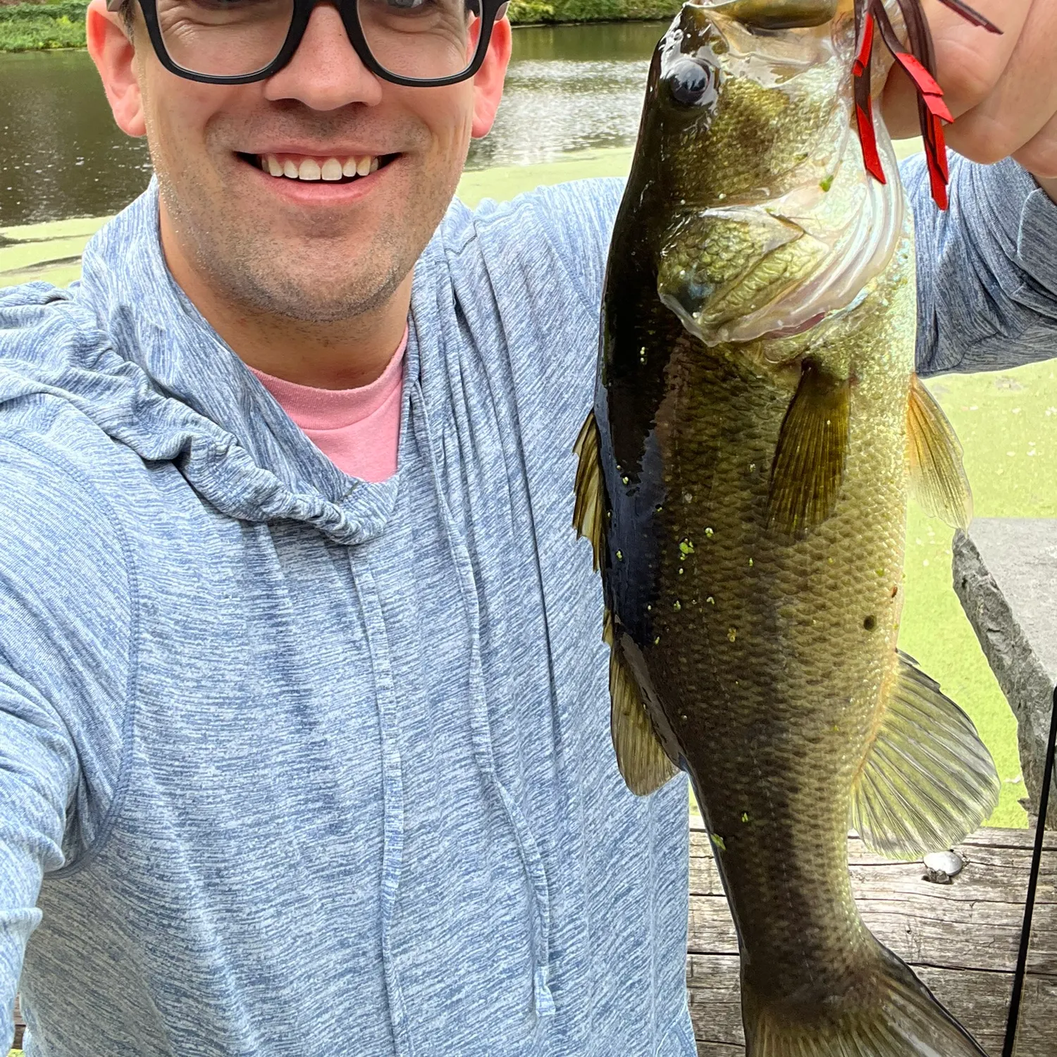 Largemouth bass caught on Fishbrain