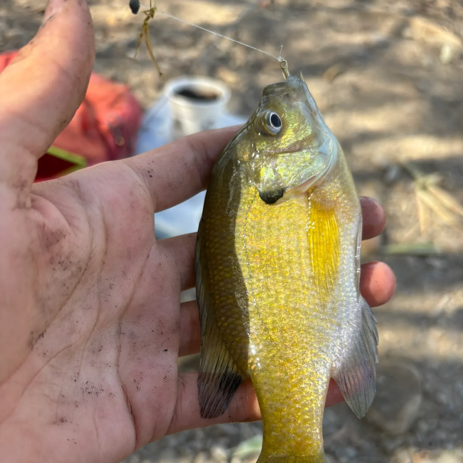 Bluegill caught on Fishbrain