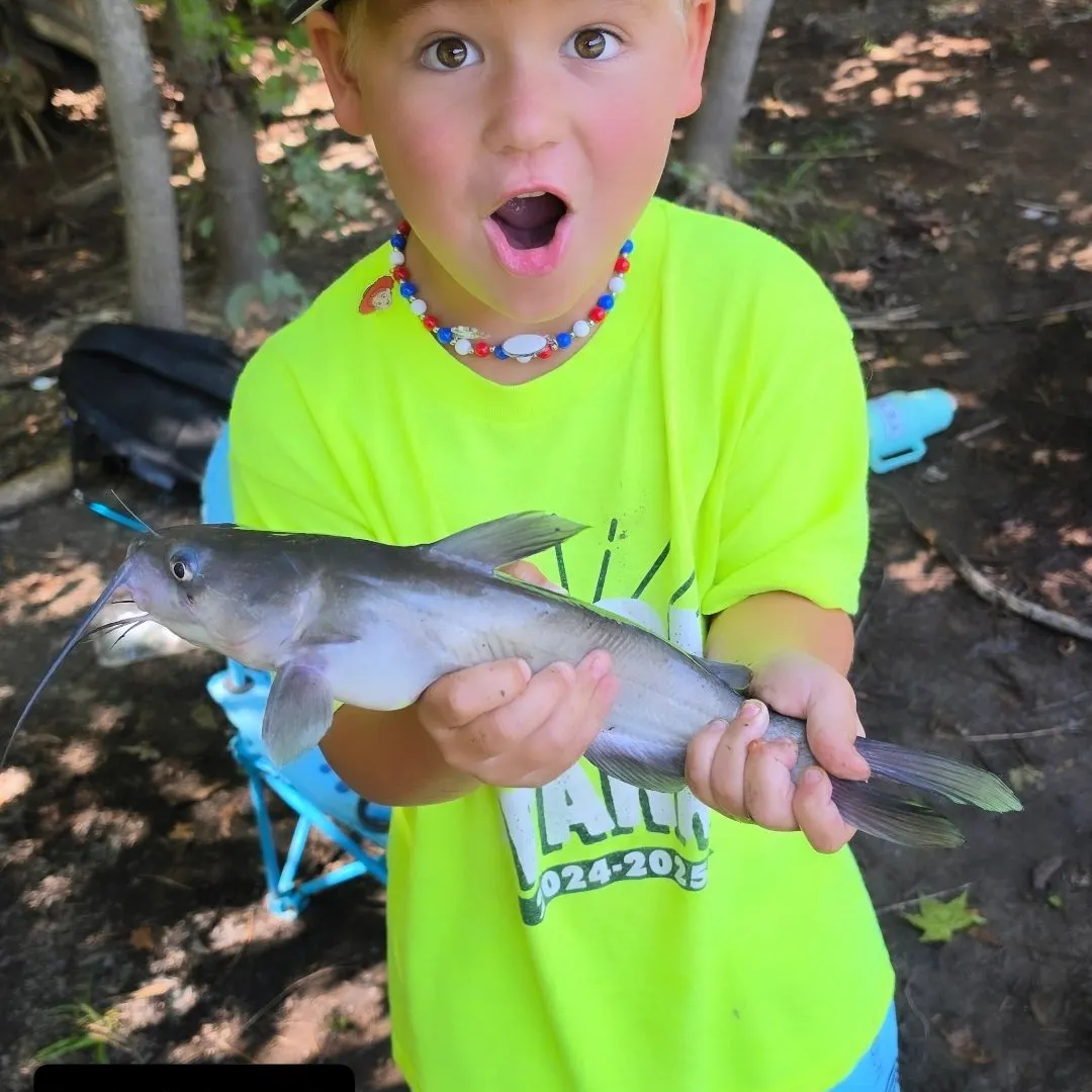 Blue catfish caught on Fishbrain
