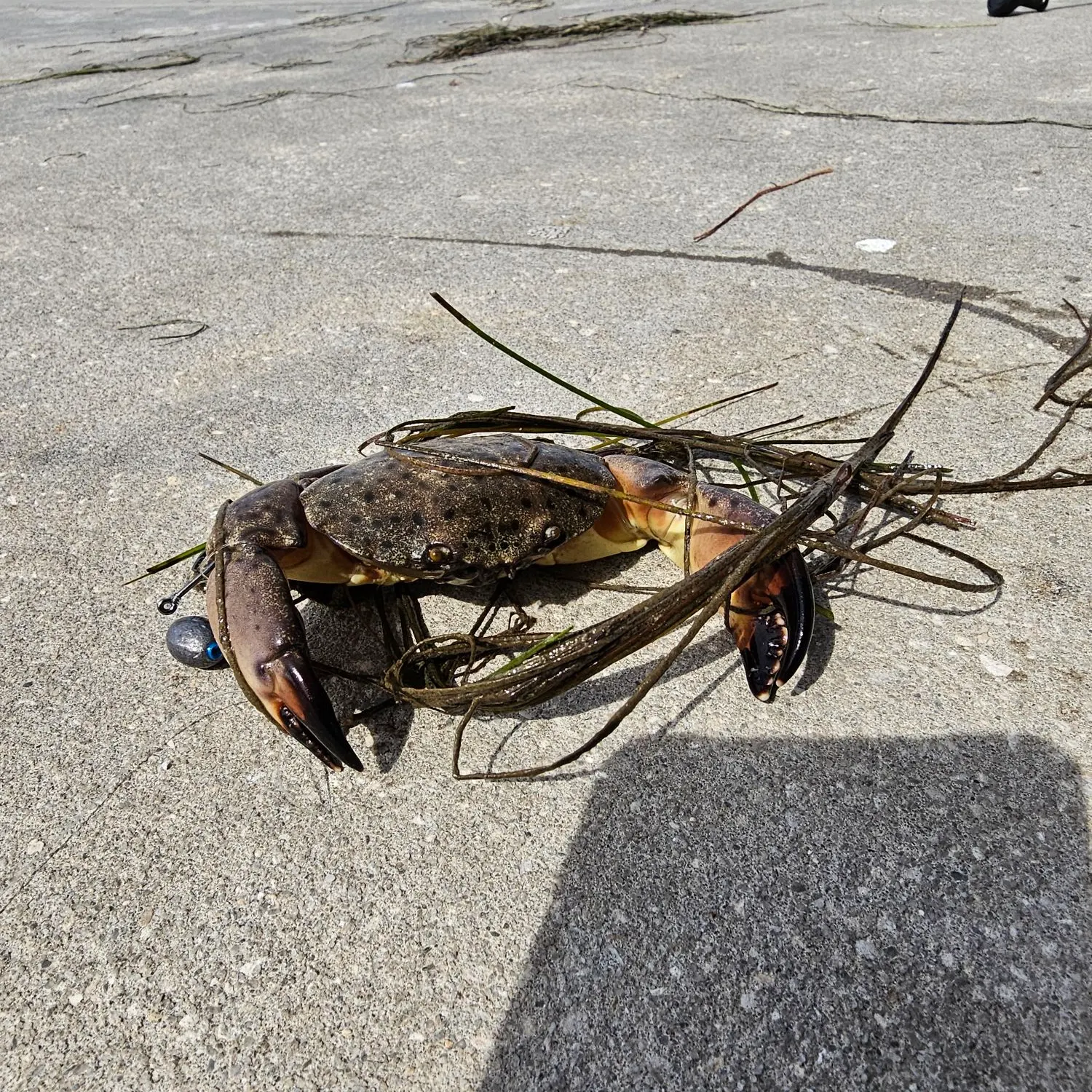 The most recent Florida stone crab catches on Fishbrain