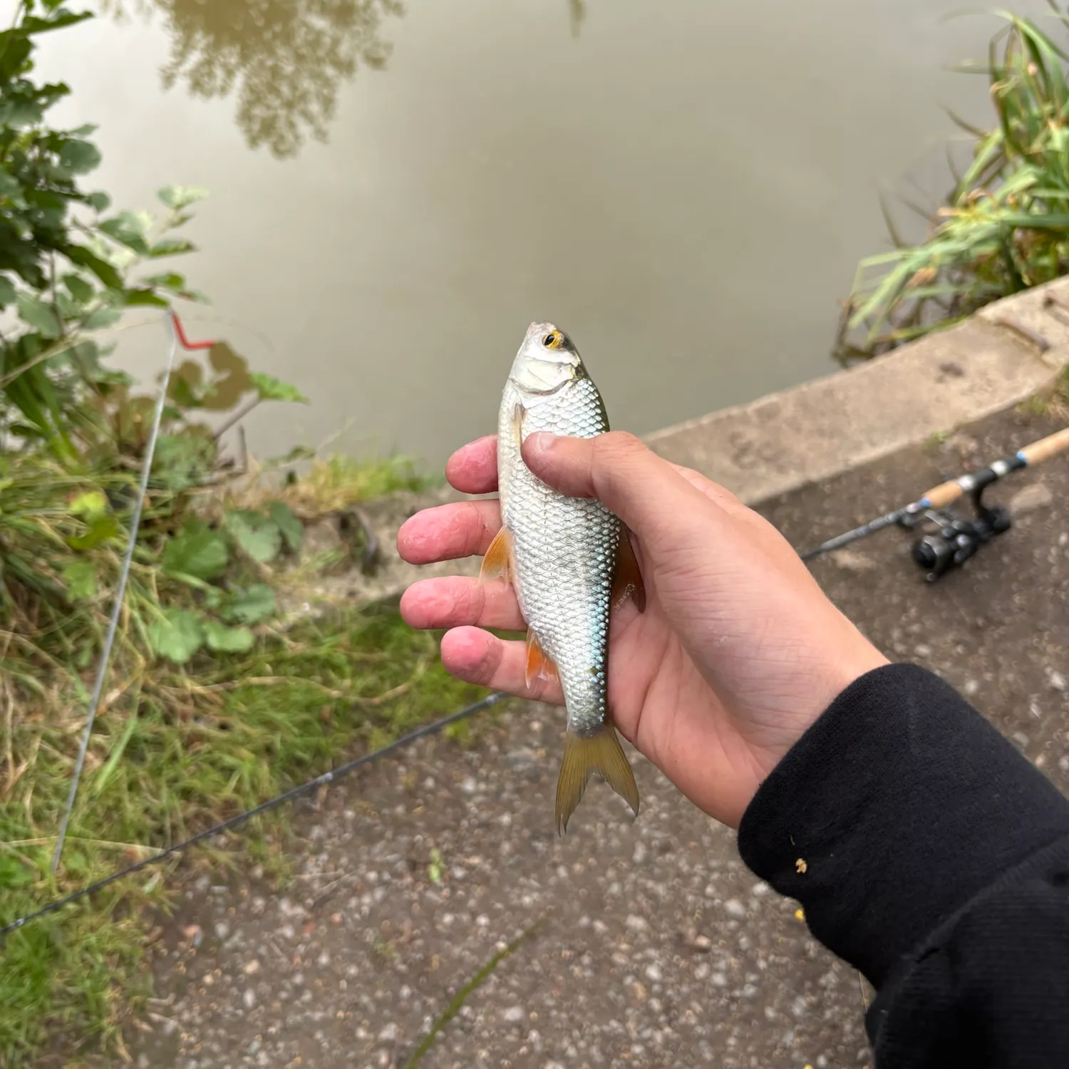 Common roach caught on Fishbrain