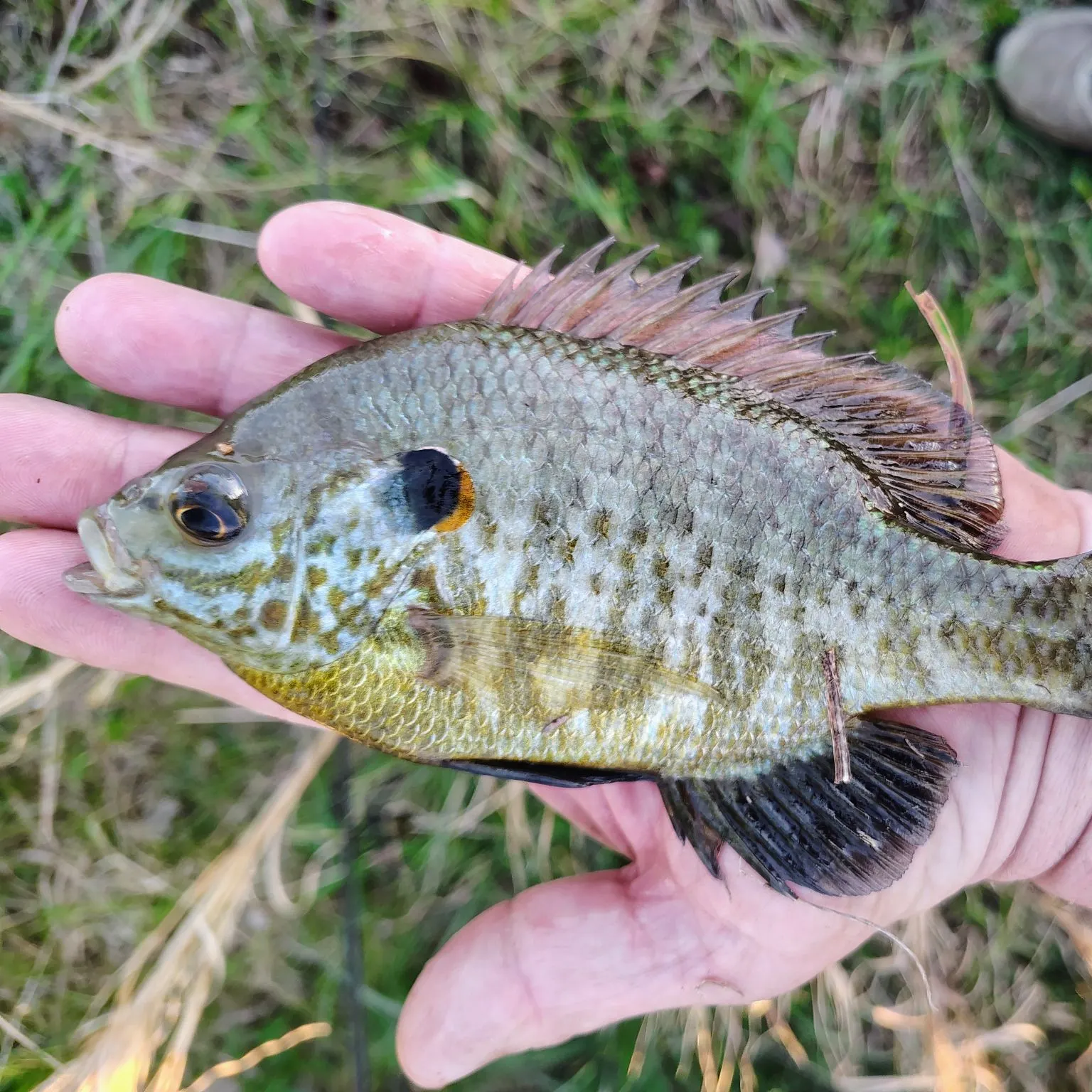 The most recent Redear sunfish catches on Fishbrain