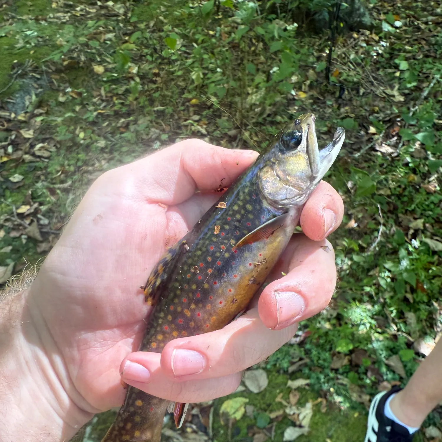 Brook trout caught on Fishbrain