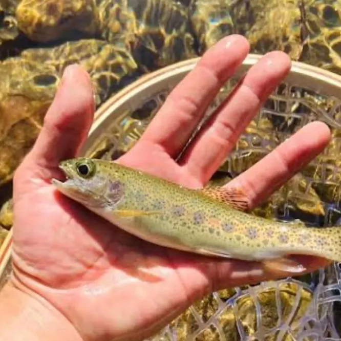 The most recent Coastal rainbow trout catches on Fishbrain