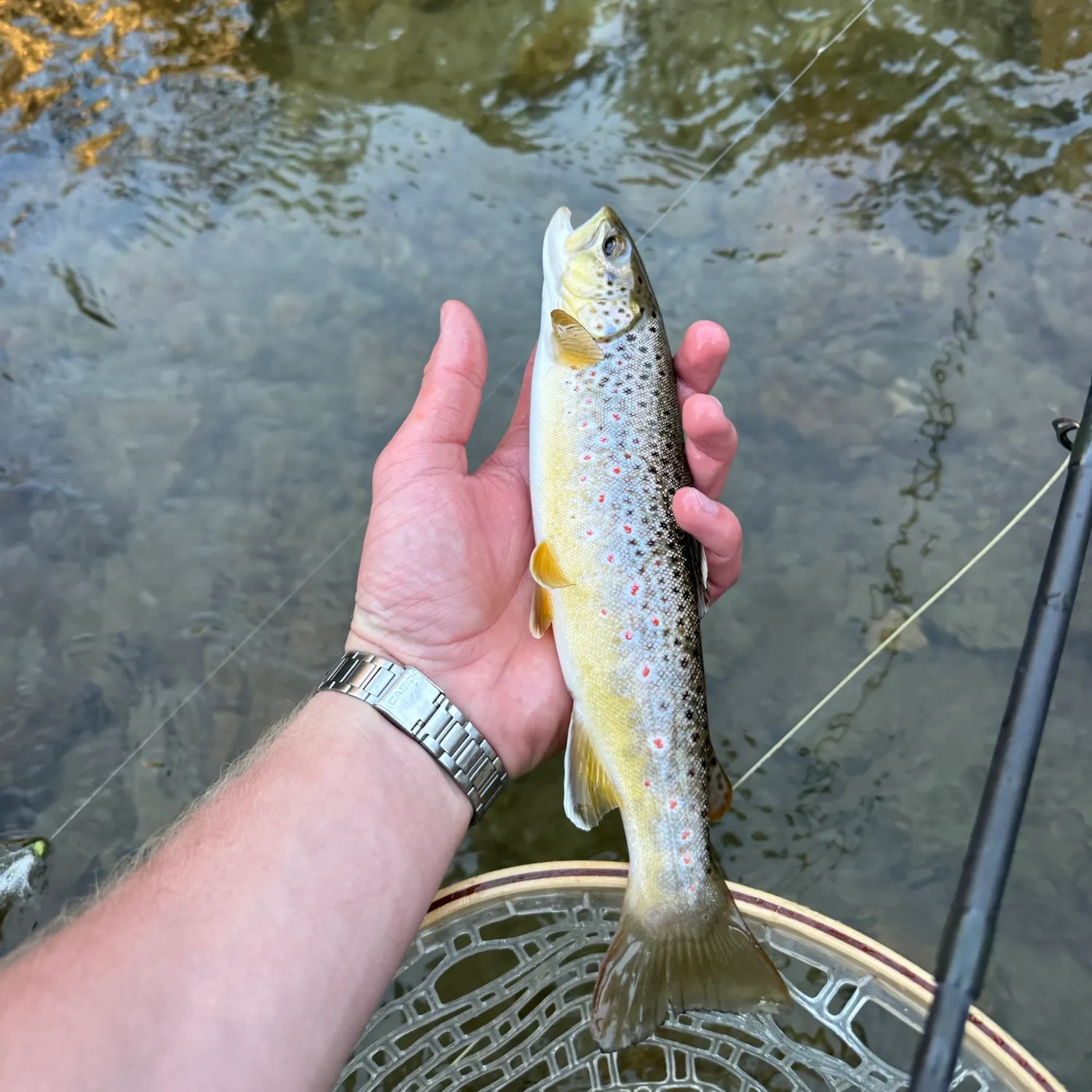 Brown trout caught on Fishbrain