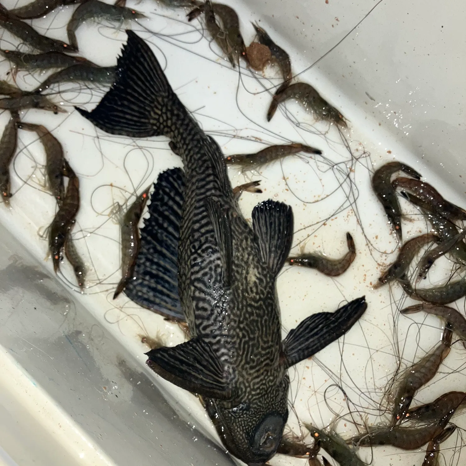 The most recent Suckermouth catfish catches on Fishbrain