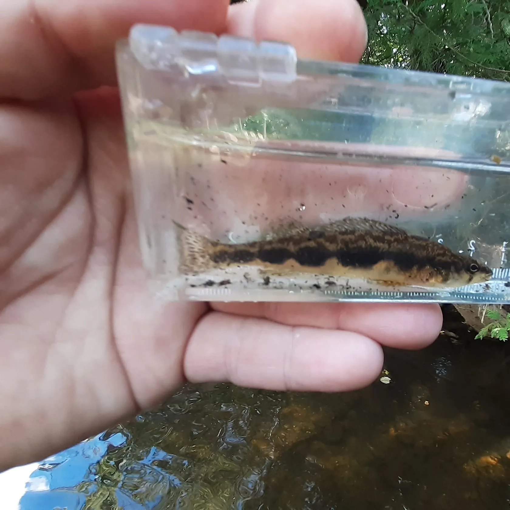 The most recent Blackside darter catches on Fishbrain