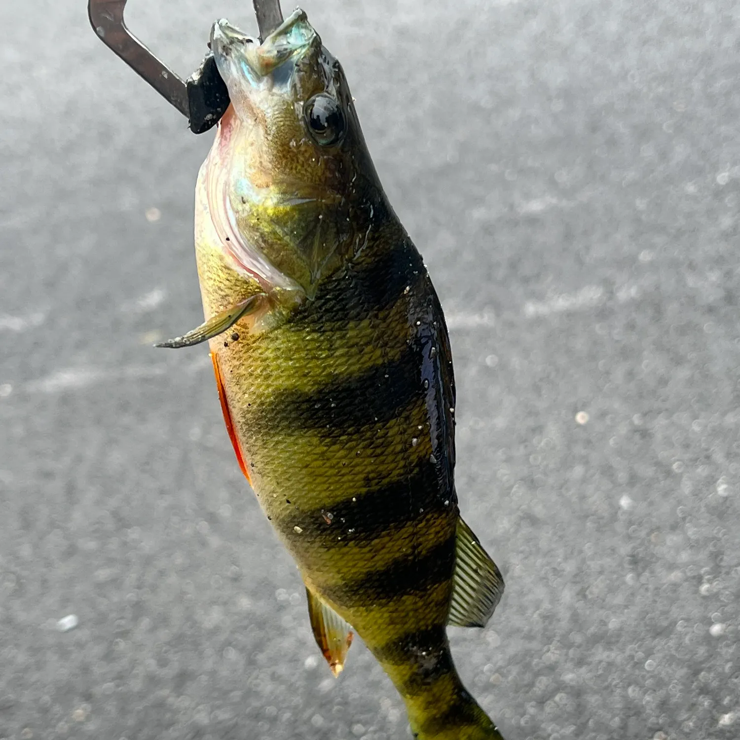Yellow perch caught on Fishbrain