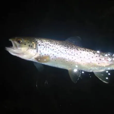 Brown trout caught on Fishbrain