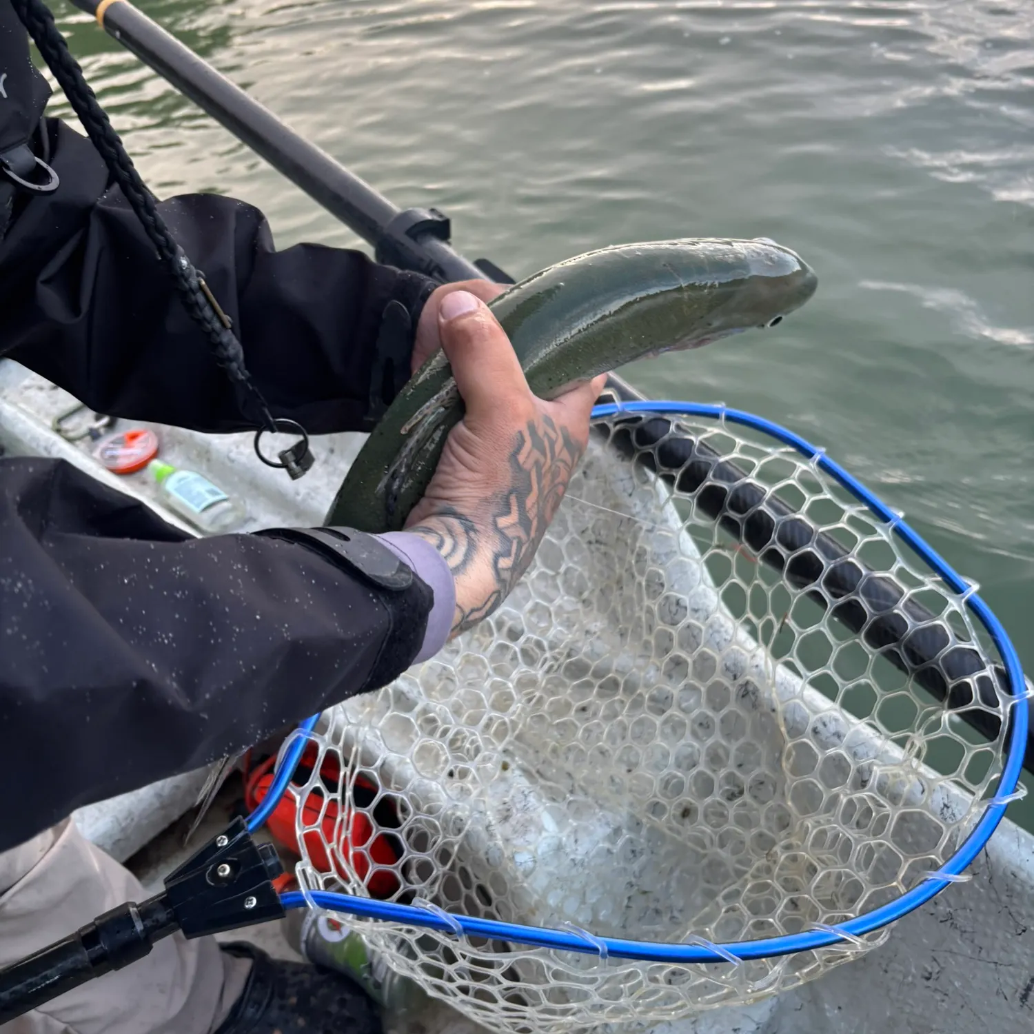 Rainbow trout caught on Fishbrain