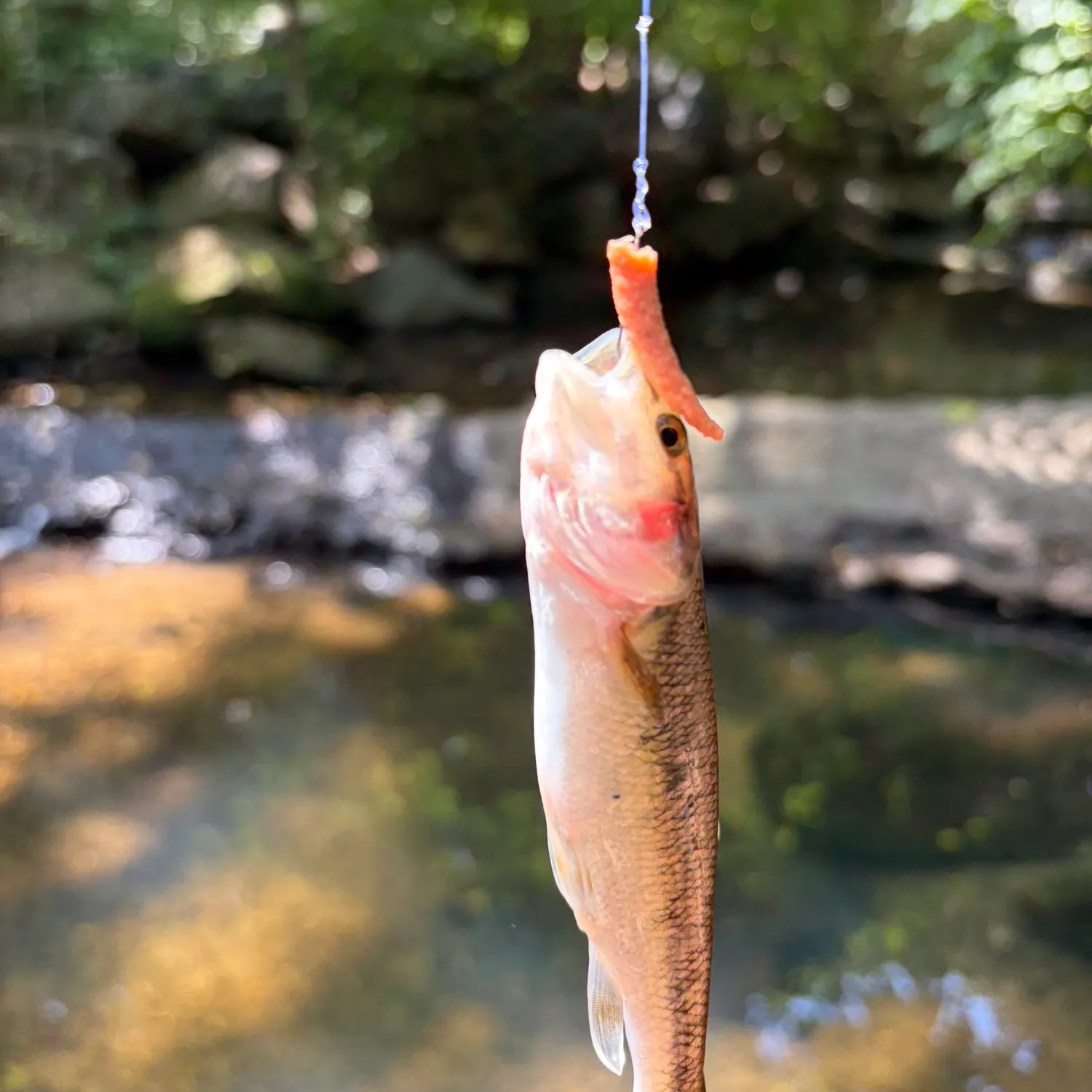 Creek chub caught on Fishbrain