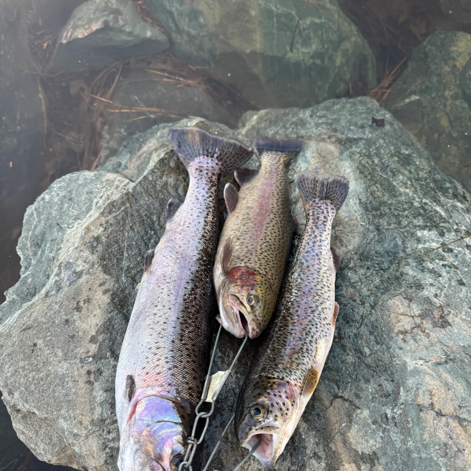 recently logged catches