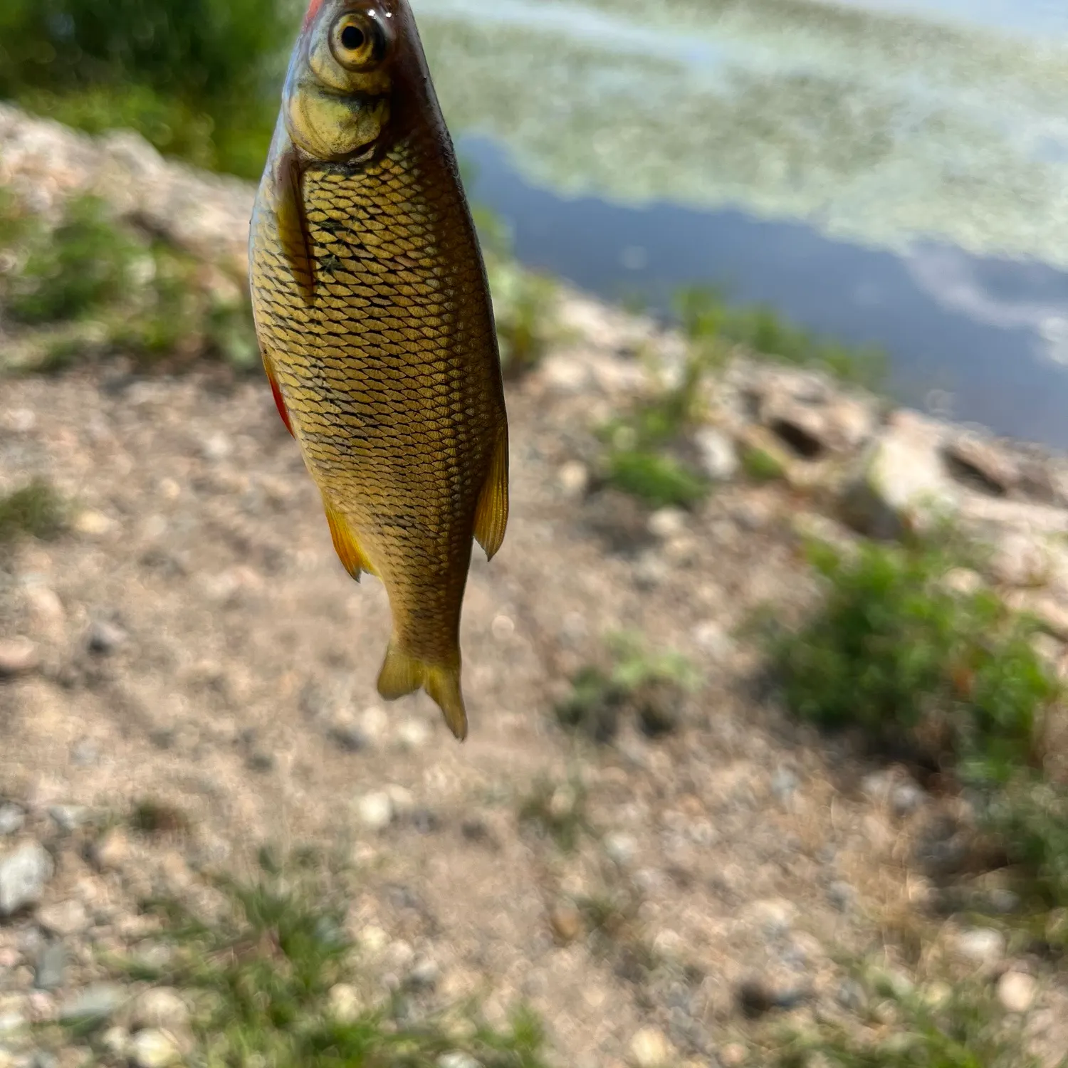 Golden shiner caught on Fishbrain