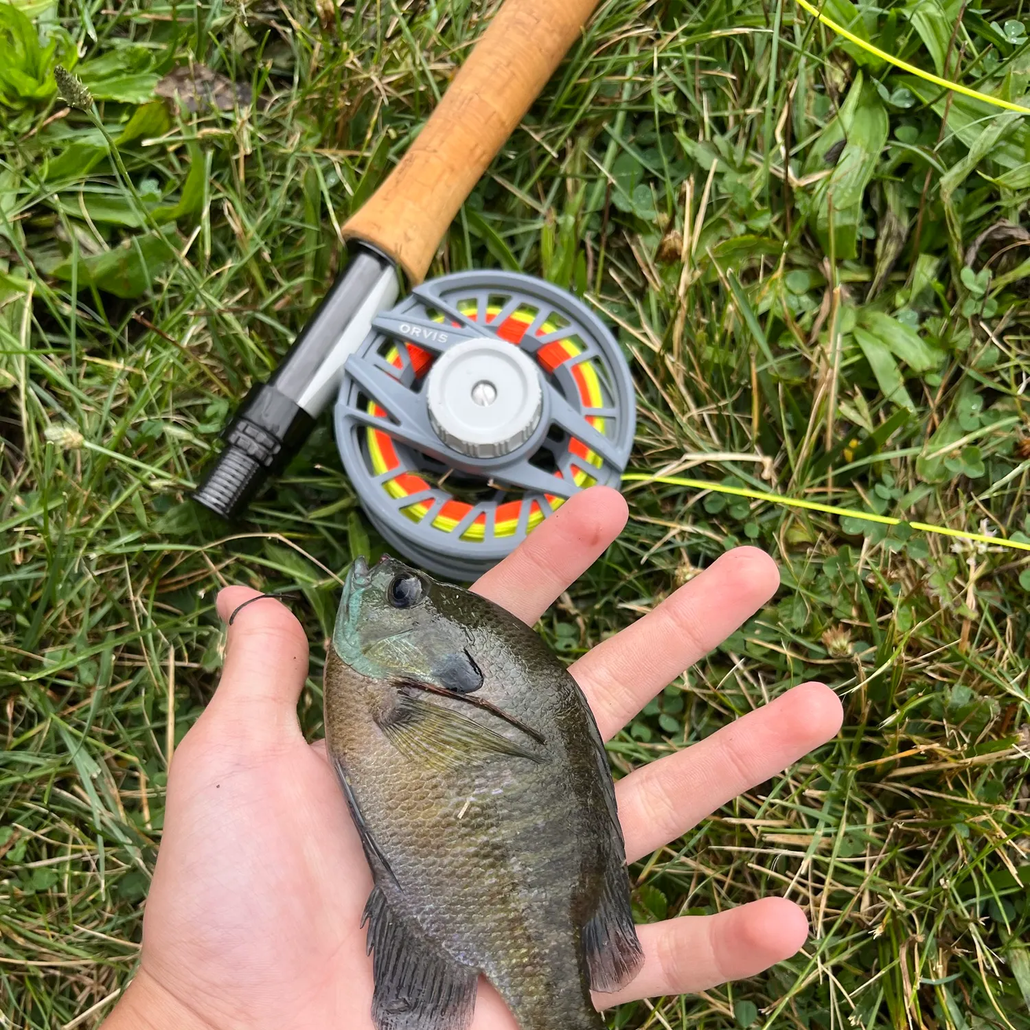 Bluegill caught on Fishbrain