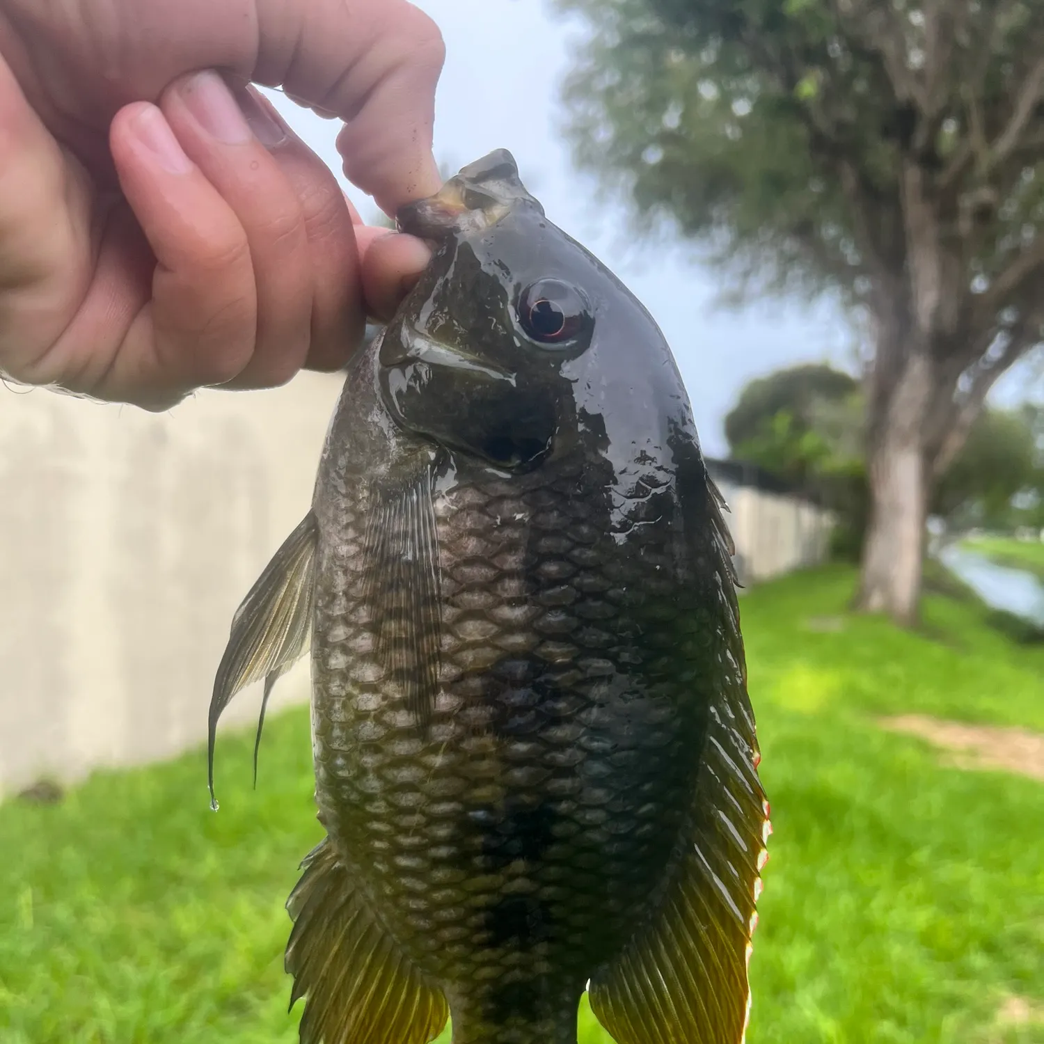 Spotted tilapia caught on Fishbrain