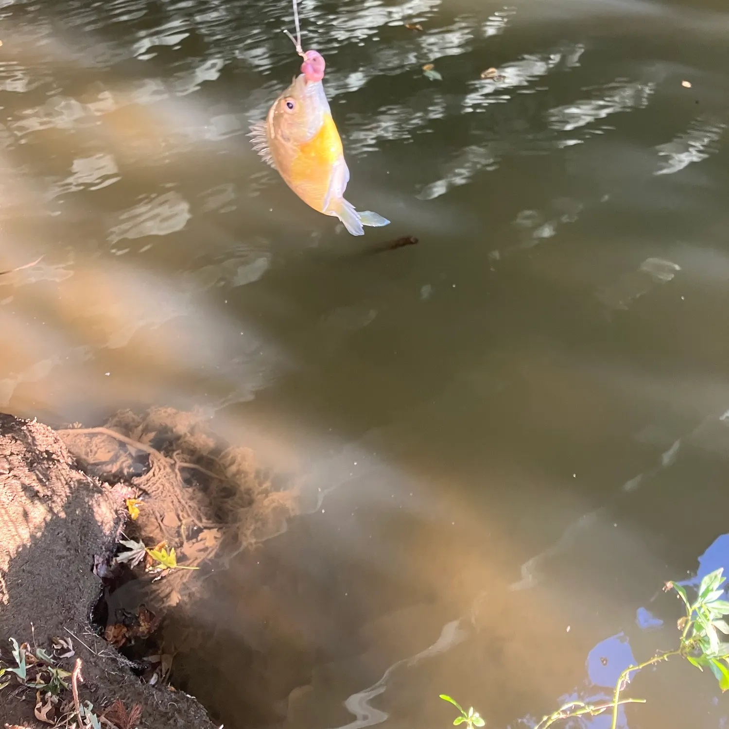 Fish caught on Fishbrain
