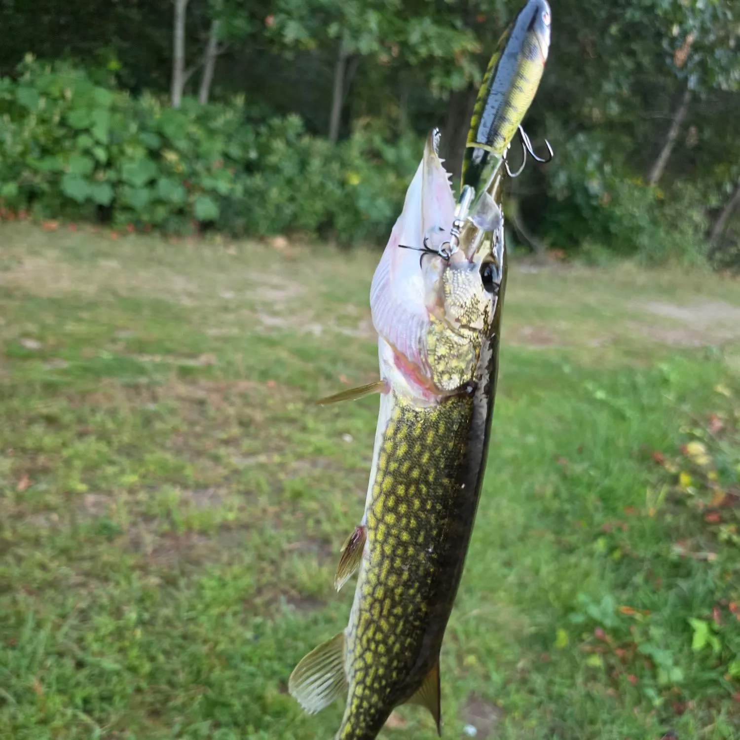 Chain pickerel caught on Fishbrain