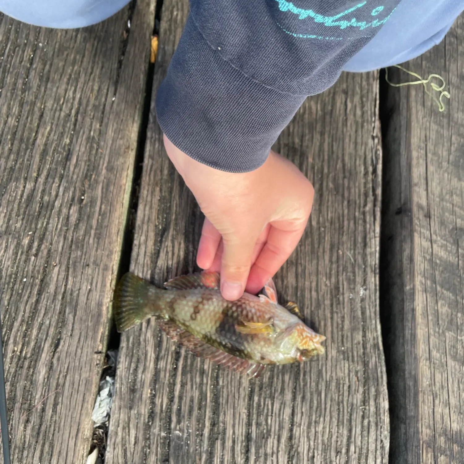 The most recent Blue-throated wrasse catches on Fishbrain