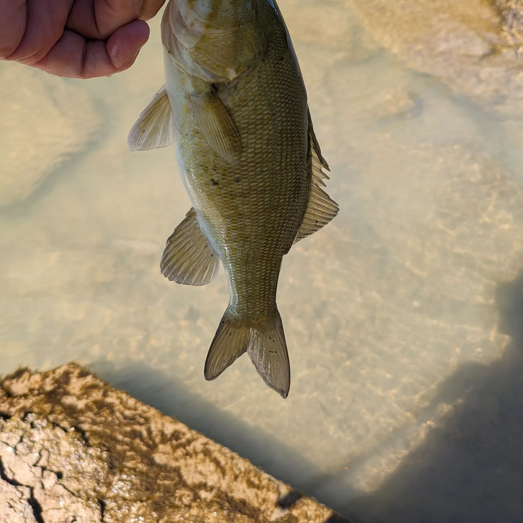 Smallmouth bass caught on Fishbrain