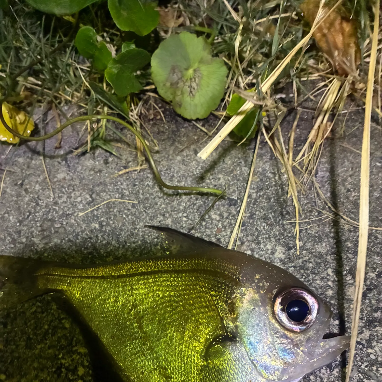 The most recent Bigeye tuna catches on Fishbrain