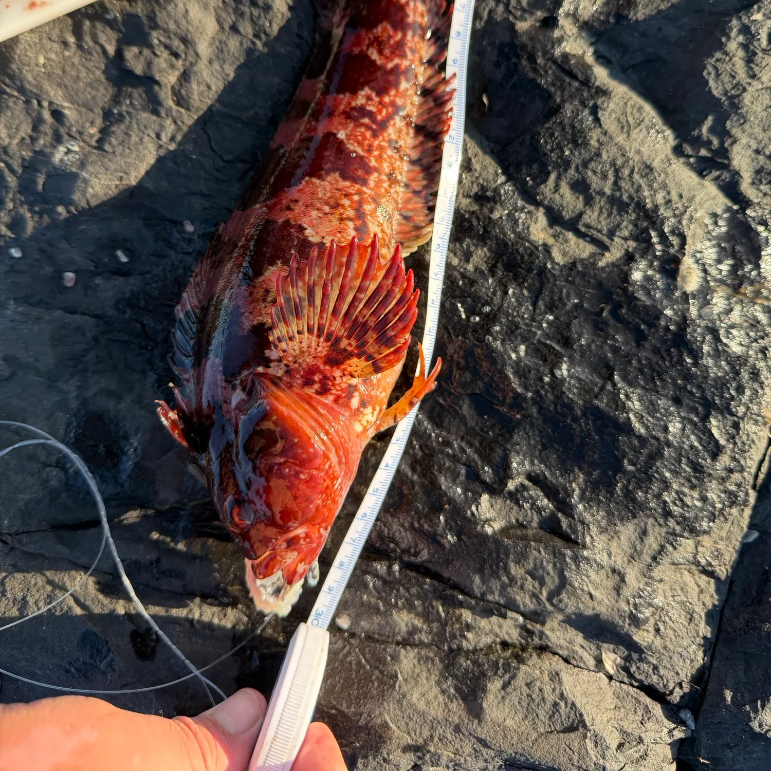 The most recent Two-tone fingerfin catches on Fishbrain