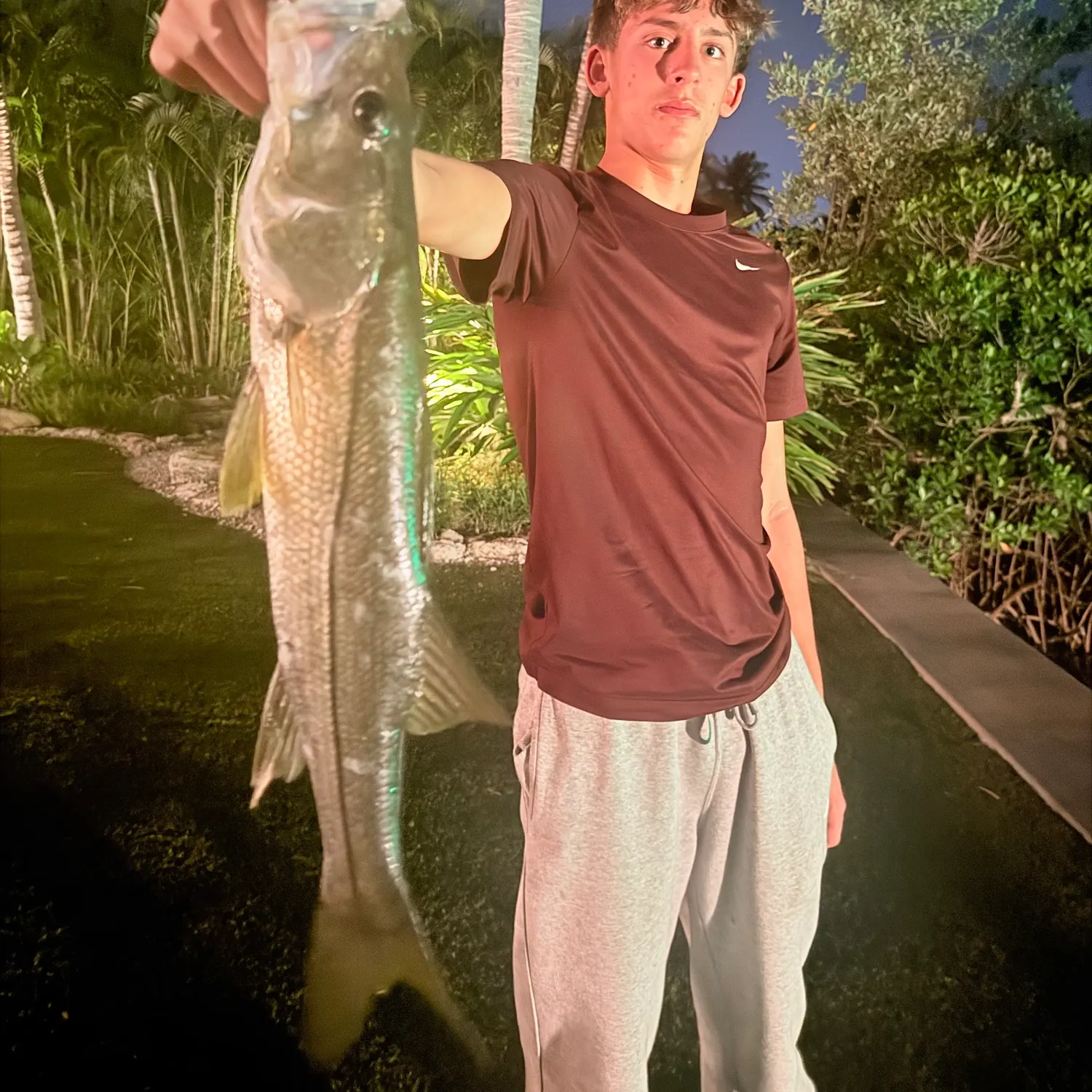 Common snook caught on Fishbrain
